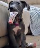 Non-Skid Dog Socks - Pink And White Hearts