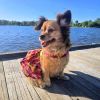 Tropical Sunset Dog Dress With Matching Leash