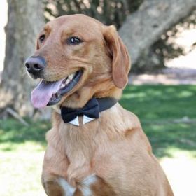 Universal Dog Bow Tie - Black With Starter Collar (Variation: Large)