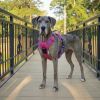 Venture Paw Pull Control Dog Harness - Sugar Rush Pink