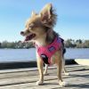 Venture Paw Pull Control Dog Harness - Sugar Rush Pink