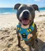 Venture Paw Pull Control Dog Harness - Sun Chaser Blue