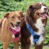 Venture Paw Pull Control Dog Harness - Wild Raspberry