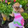 Watermelon Dog Harness Dress By Doggie Design