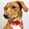 White Collar With Red Satin Bow Tie