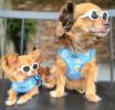 Wrap And Snap Choke Free Dog Harness By Doggie Design - Blue Daisy