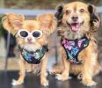 Wrap And Snap Choke Free Dog Harness By Doggie Design - Paradise Nights