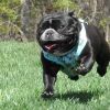 Wrap And Snap Choke Free Dog Harness By Doggie Design - Surfboards And Palms