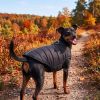 Zip-Up Dog Puffer Vest - Black