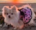 All Aflutter Pink & Black Dog Dress