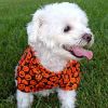 Halloween Camp Shirts - Halloween Jack-O-Lanterns