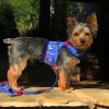 Fabric Dog Harness With Leash - Ukuleles And Surfboards