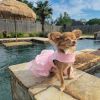 Pink Lace & Ruffles Dog Dress With Matching Leash